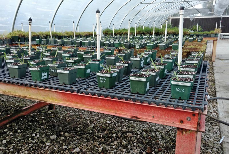 Testing for disease in St. Augustinegrass St Augustinegrass disease