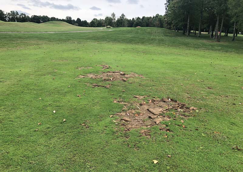 Imidacloprid efficacy for white grub control White grubs turf