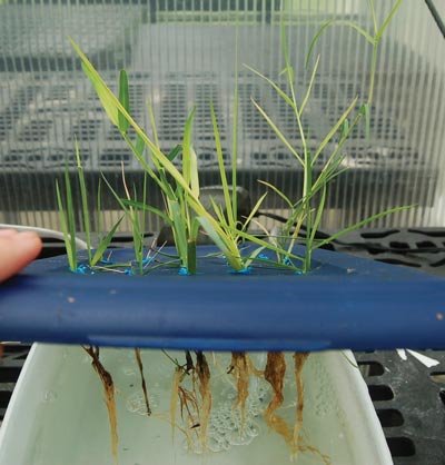 Identifying turf drought tolerance with a hydroponic system Zoysiagrass drought tolerance