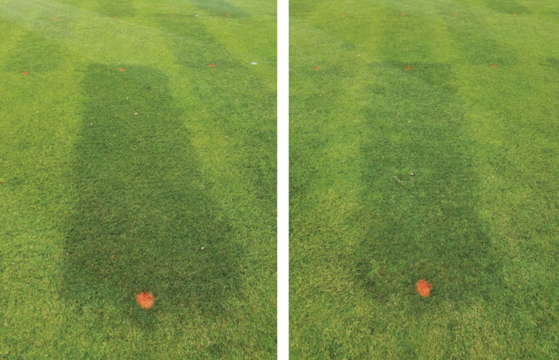 The annual bluegrass seedbank vs. perennial ryegrass establishment Annual bluegrass herbicides