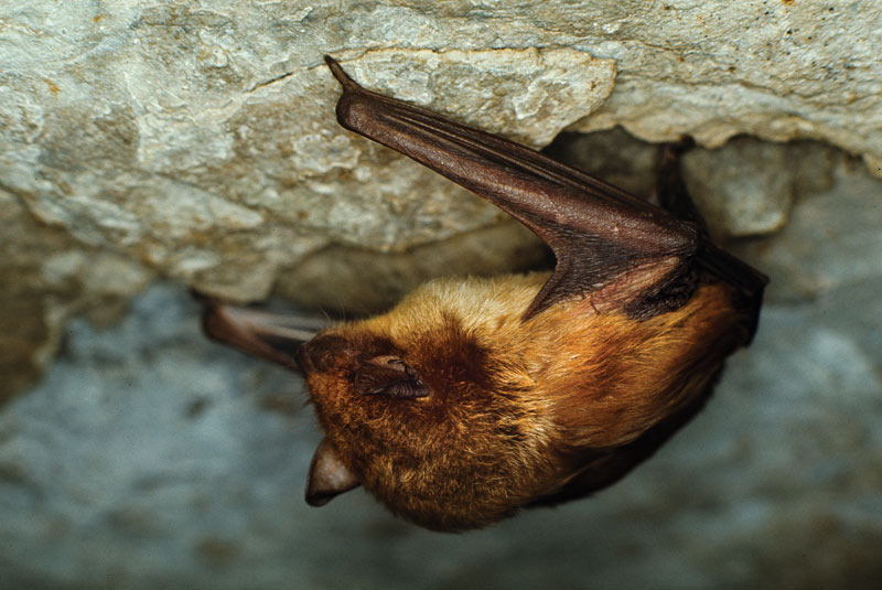 Attracting bats to golf courses Big brown bat