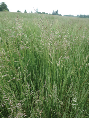 Fine fescues on golf courses: Availability, establishment, management Chewings fescue