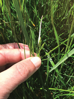 Fine fescues on golf courses: Biotic stresses Choke disease grass