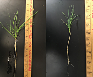 PGR effects on turf under heat and salt stress Creeping bentgrass heat stress