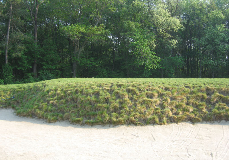 Fine fescues on golf courses: Availability, establishment, management Fine fescue bunker face