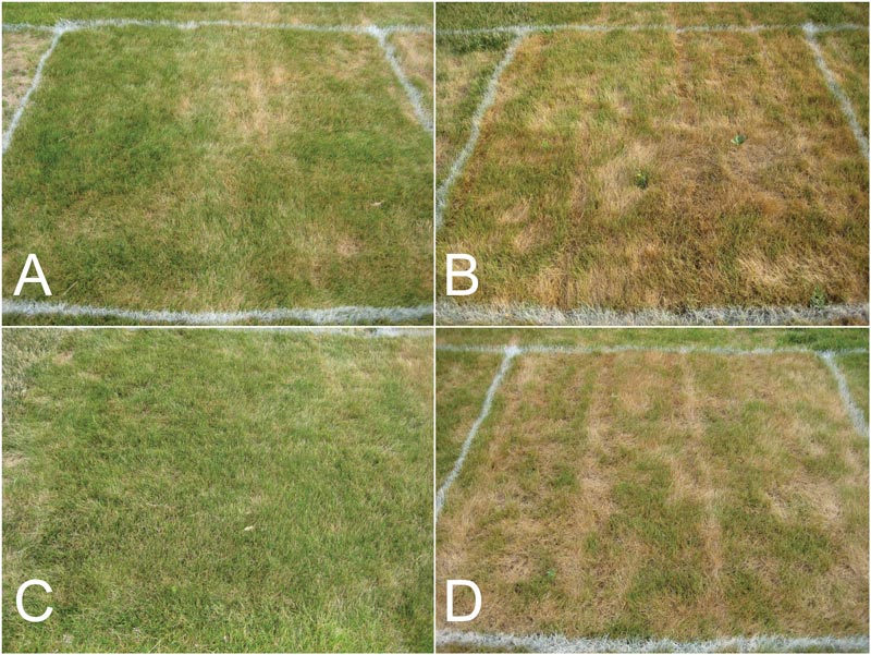 Fine fescues on golf courses: Availability, establishment, management Fine fescue cultivars