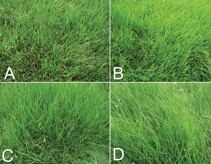 Classifying fine fescues used on golf courses Fine fescue differences