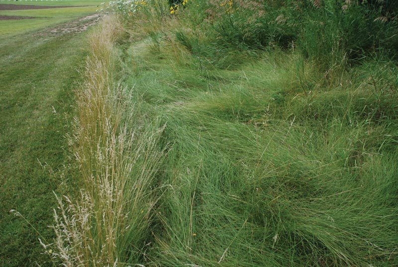 Fine fescues on golf courses: Availability, establishment, management Fine fescue golf course rough