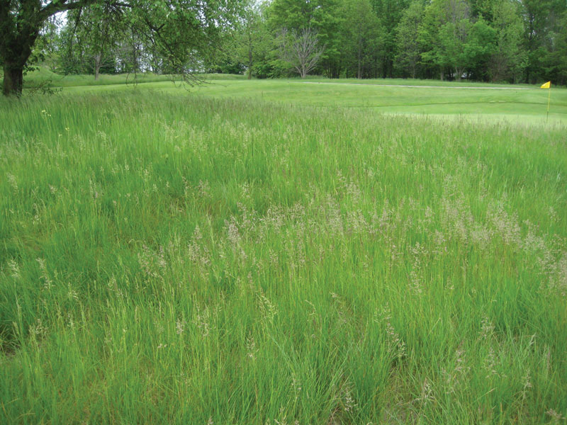 Fine fescues on golf courses: Biotic stresses Fine fescue rough