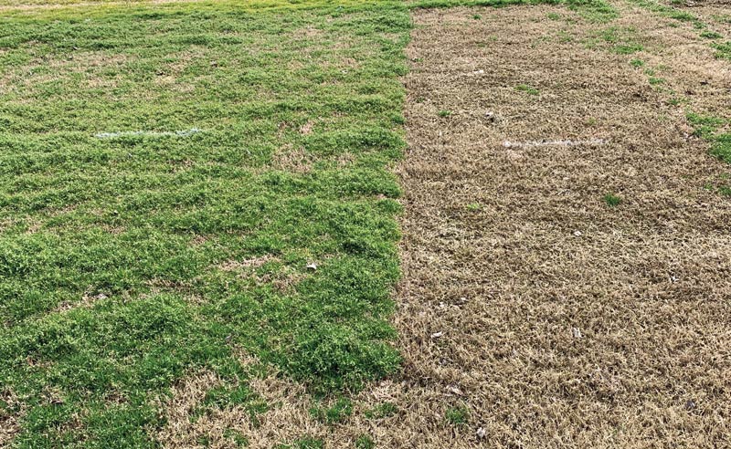 Fraise mowing for annual bluegrass control Fraise mowing Poa annua