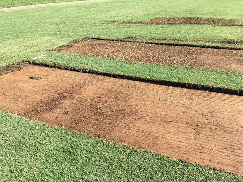 Fraise mowing for annual bluegrass control Fraze mowing annual bluegrass