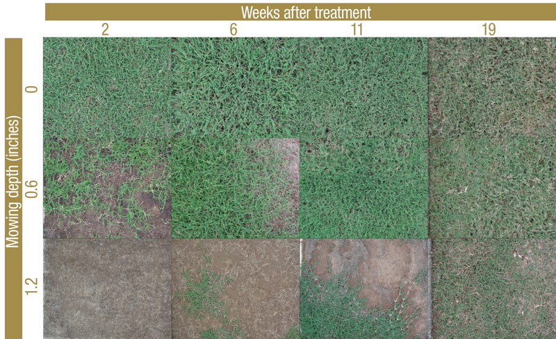 Fraise mowing for annual bluegrass control Fraze mowing Poa annua