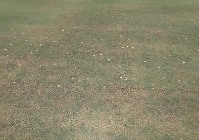 Risk thresholds for lance nematodes in turfgrass Lance nematode damage