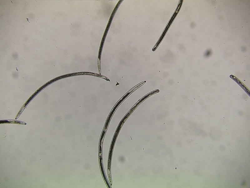Risk thresholds for lance nematodes in turfgrass Lance nematodes