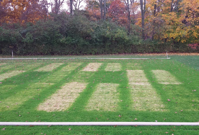 The annual bluegrass seedbank vs. perennial ryegrass establishment Mesotrione research