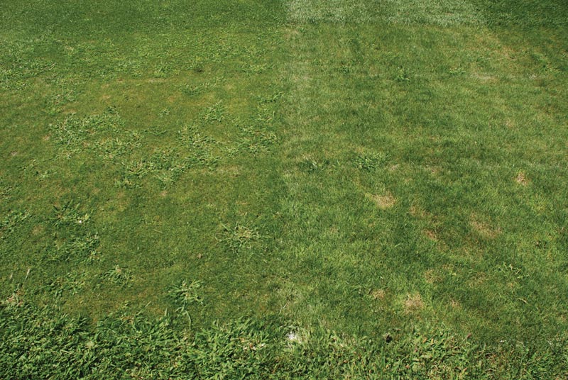 Fine fescues on golf courses: Biotic stresses Mowing height fine fescue