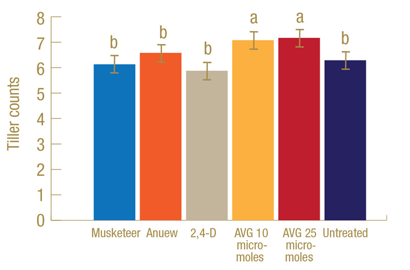 PGR effects on turf under heat and salt stress Plant growth regulator turf