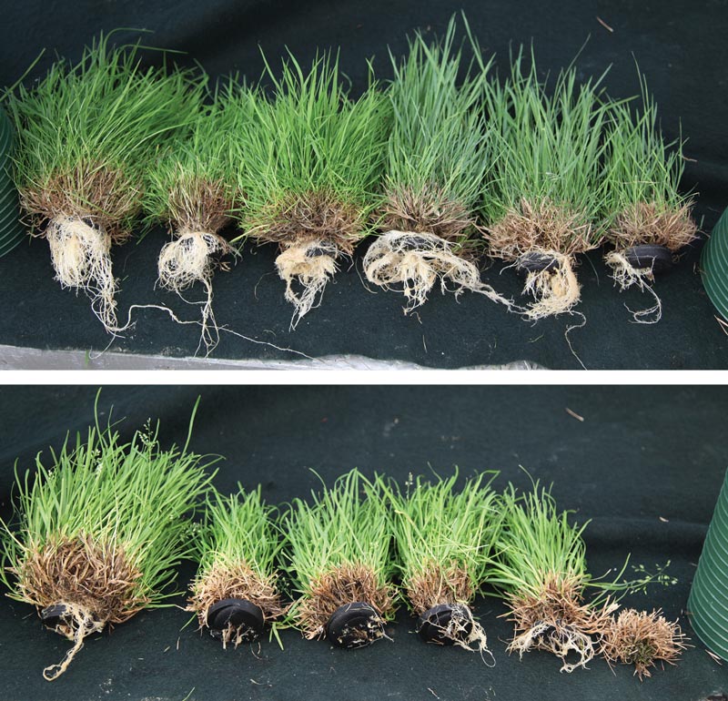 PoaCure: Has annual bluegrass finally met its match? PoaCure bentgrass