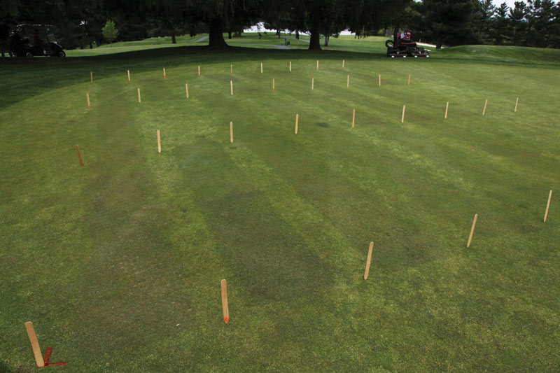 PoaCure: Has annual bluegrass finally met its match? PoaCure golf course