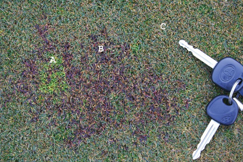 PoaCure: Has annual bluegrass finally met its match? PoaCure golf green