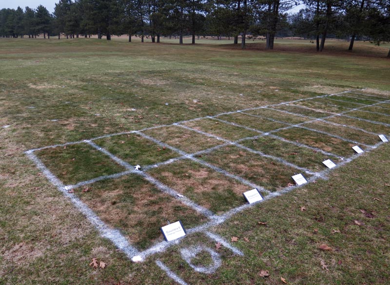 Fine fescues on golf courses: Biotic stresses Snow mold fine fescue