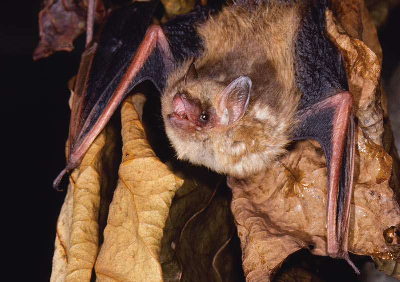 Attracting bats to golf courses Tri-colored bat