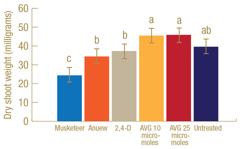 PGR effects on turf under heat and salt stress Turfgrass PGR research