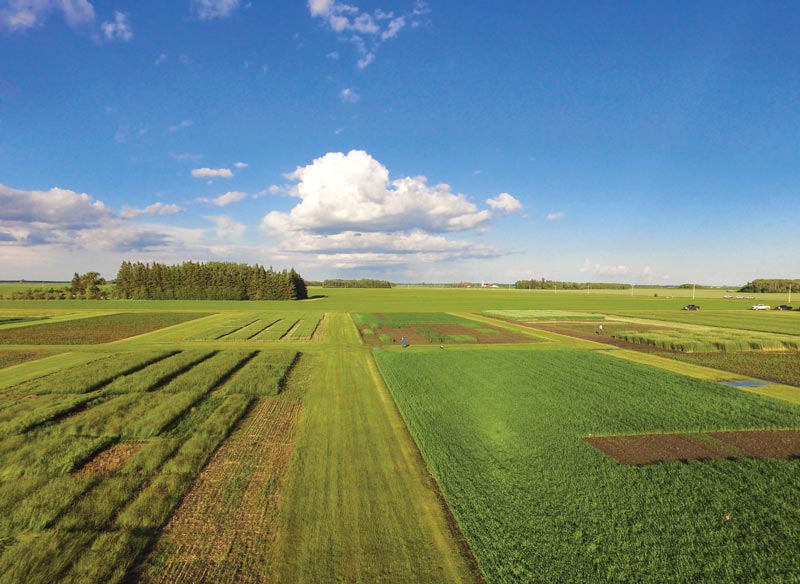 GCM’s 2020 Seed Update Turfgrass seed production research trials
