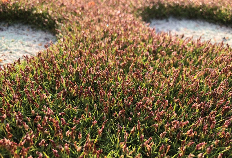 Managing seedheads in zoysiagrass greens Zoysia grass seedheads