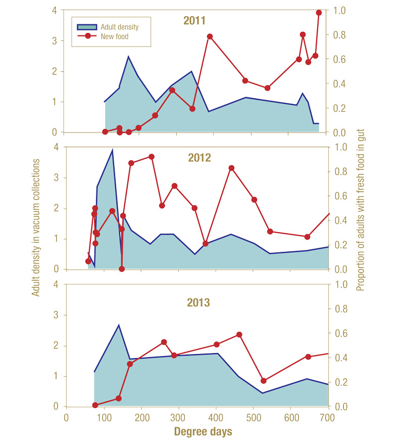 Spring management of annual bluegrass weevil Annual bluegrass weevils feeding