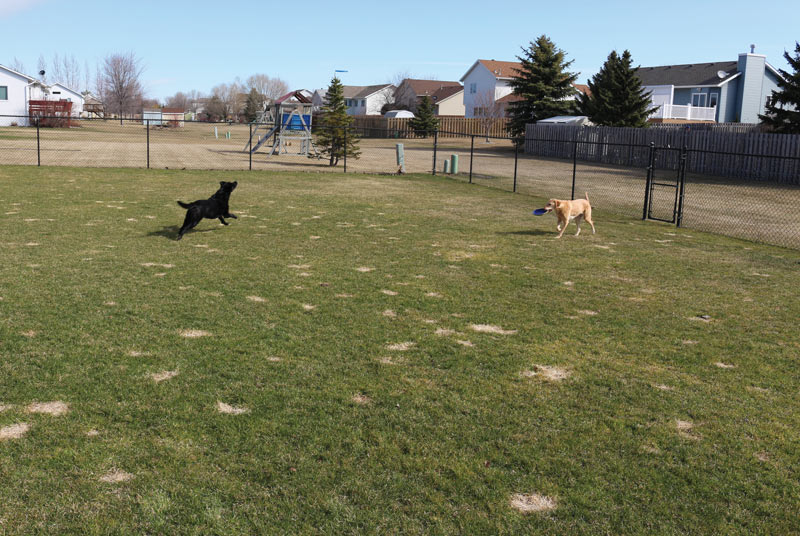 Reducing turfgrass damage from dog urine Dog urine turf damage