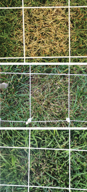 Reducing turfgrass damage from dog urine Dog urine turfgrass damage