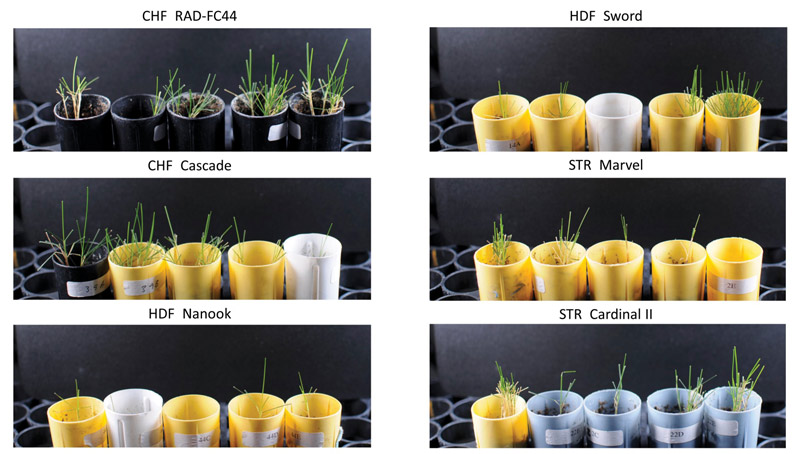 Fine fescues vs. foliar shade Fine fescue cultivars shade