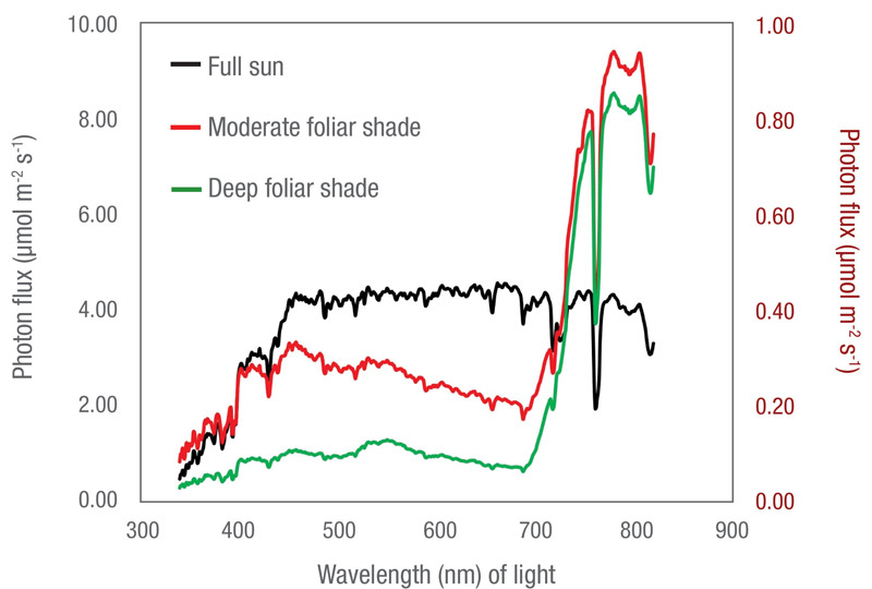 Fine fescues vs. foliar shade Foliar shade turfgrass