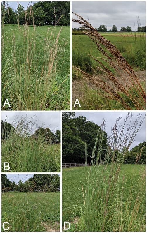 Weed control in minimal- and no-mow golf course roughs Golf course rough grasses
