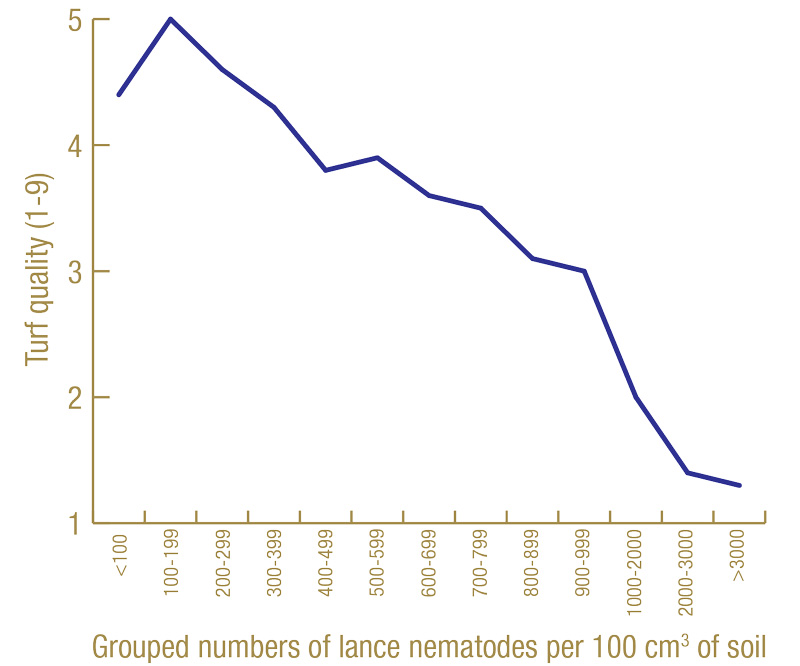 Managing lance nematodes in warm-season turfgrass Lance nematode turf effects