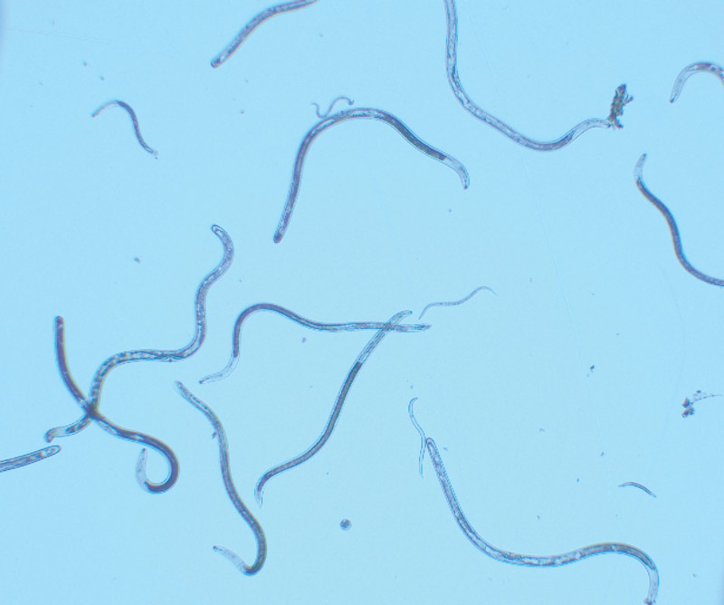Managing lance nematodes in warm-season turfgrass Lance nematodes
