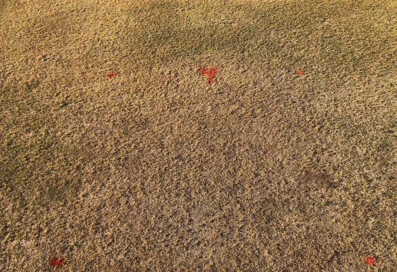 Natural alternatives for annual bluegrass control Poa annua effects