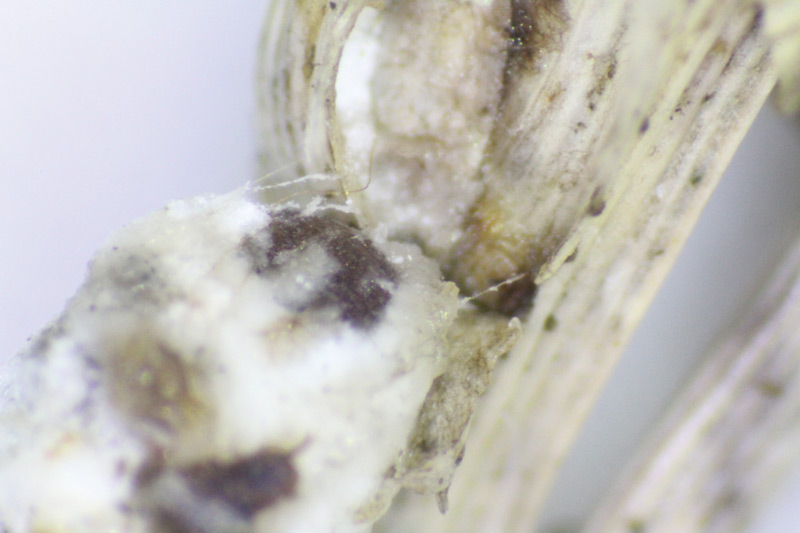 Rhodesgrass mealybug in turf Rhodesgrass mealybug