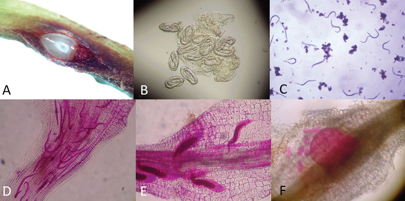 Managing root-knot nematodes in warm-season turfgrass Root-knot nematode life cycle