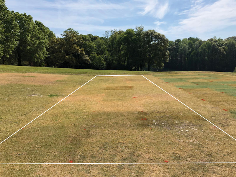 Natural alternatives for annual bluegrass control TifEagle bermudagrass Poa annua