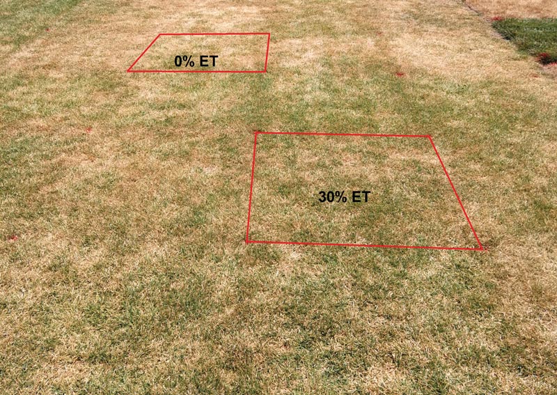 Turfgrass drought survival and recovery Turf drought stress