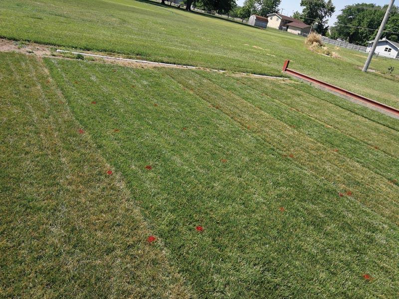 Turfgrass drought survival and recovery Turf drought survival