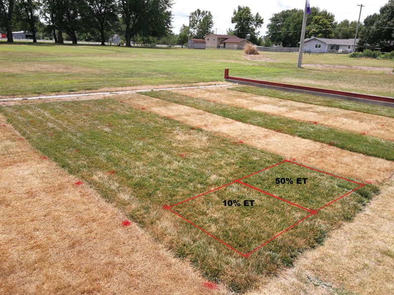 Turfgrass drought survival and recovery Turfgrass drought survival