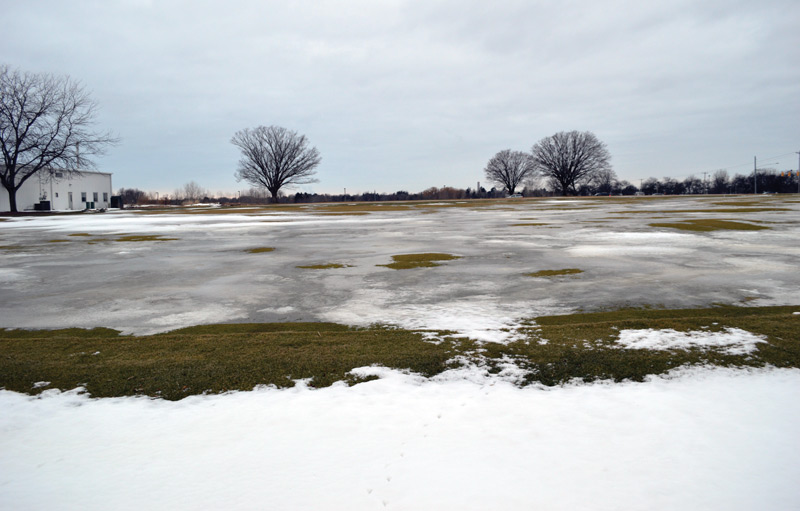 Improving turfgrass survival of ice encasement Turfgrass ice encasement