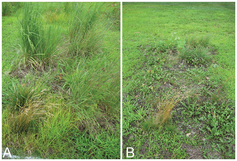 Weed control in minimal- and no-mow golf course roughs Weed control golf course rough