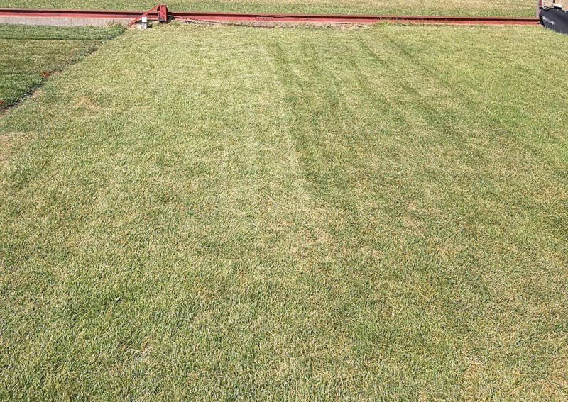 Turfgrass drought survival and recovery Zoysiagrass drought