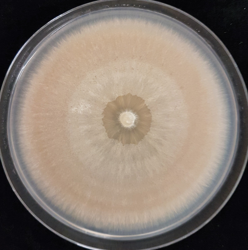 Microdochium nivale culture