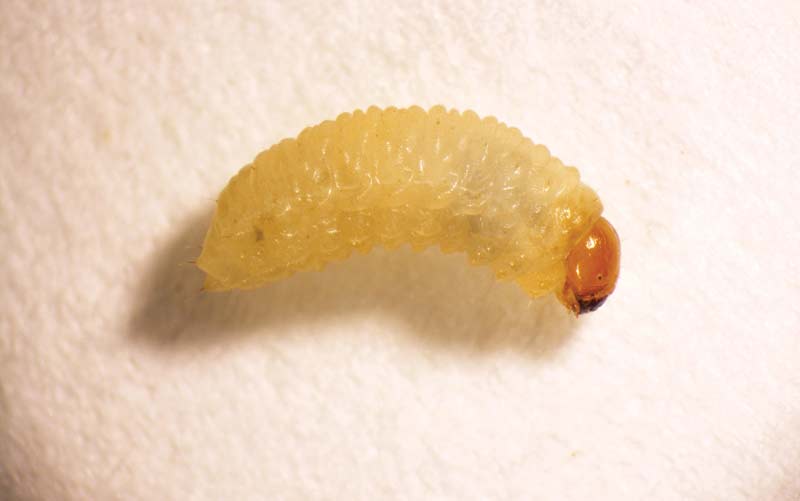 Effect of annual bluegrass weevil larval stage on insecticide efficacy ABW fifth instar