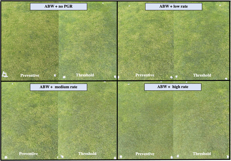 Controlling Poa annua with annual bluegrass weevil and PGRs Annual bluegrass fairway